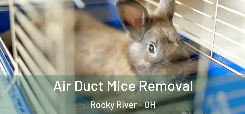 Air Duct Mice Removal Rocky River - OH